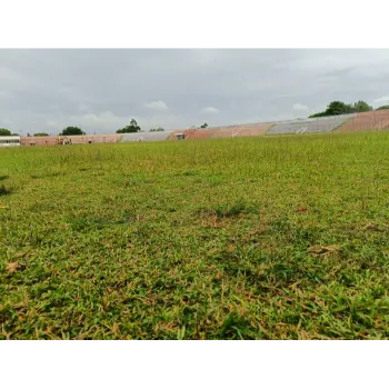 Lawn Grass